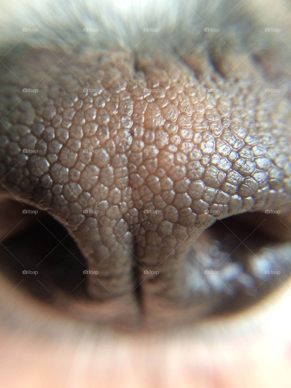 Macro shot of dog nose