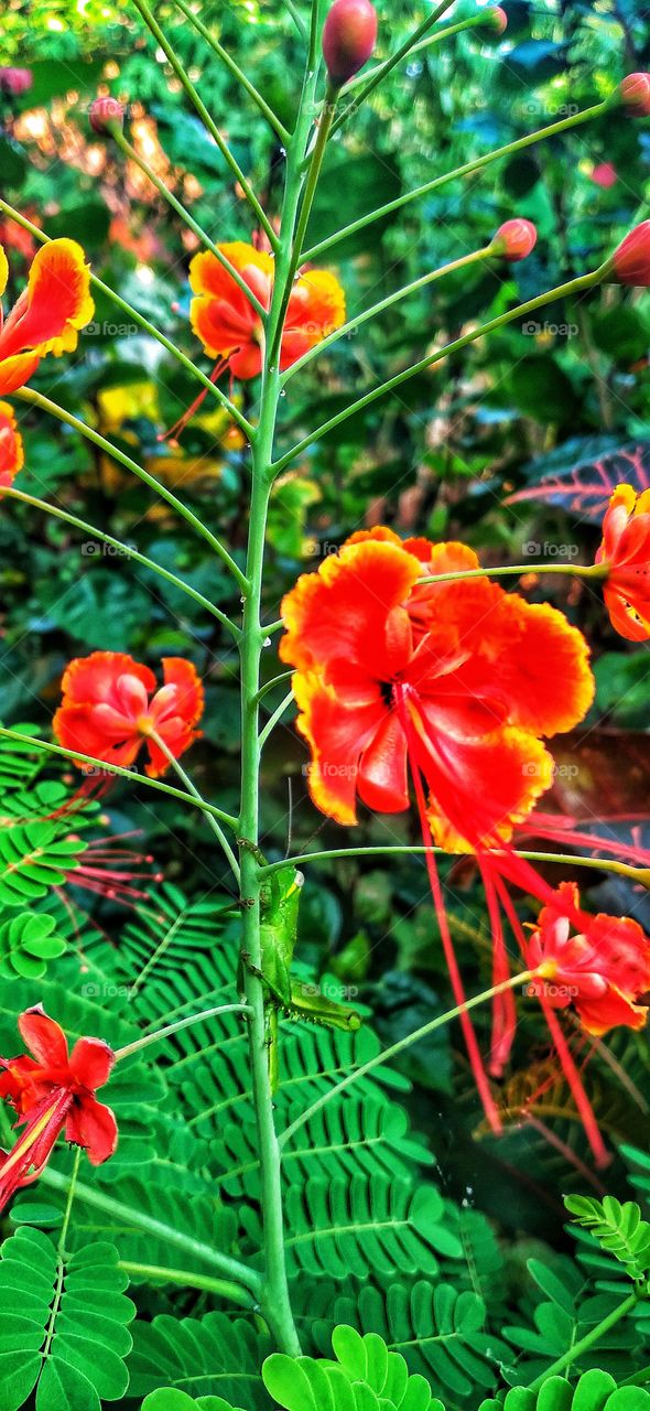 Peacock flower ornamental plant.