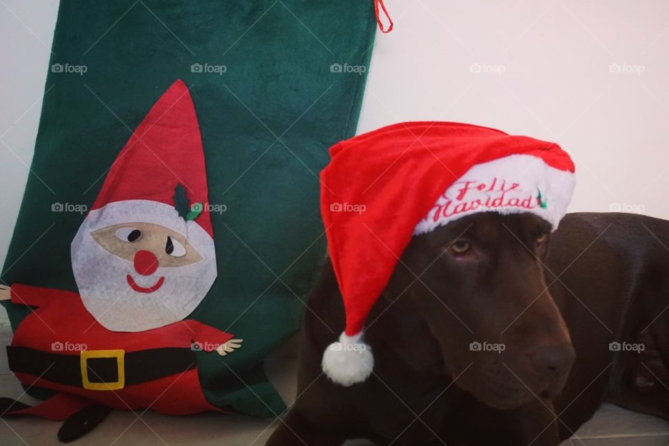 Christmas#time#celebrated#decoration#dog