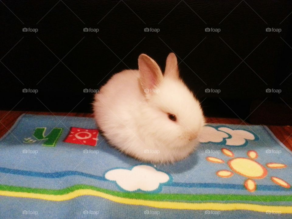 Hikaru, my cute white fluffy dwarf rabbit.