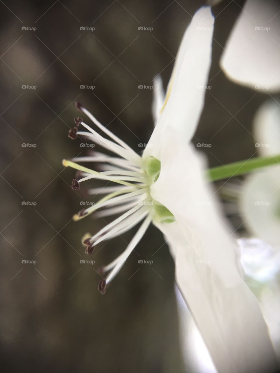 White blossom closeup