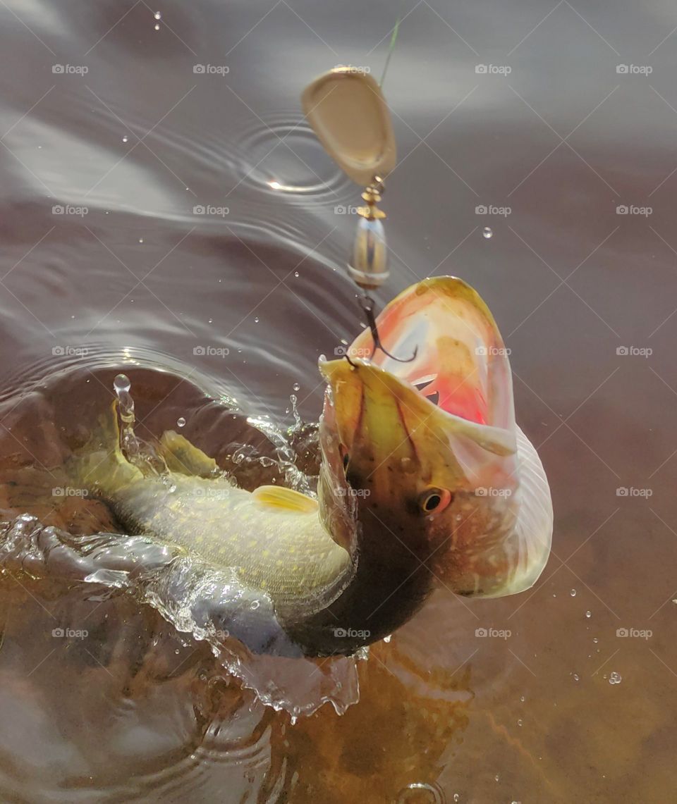 Fishing on the river.Pike fishing on the river