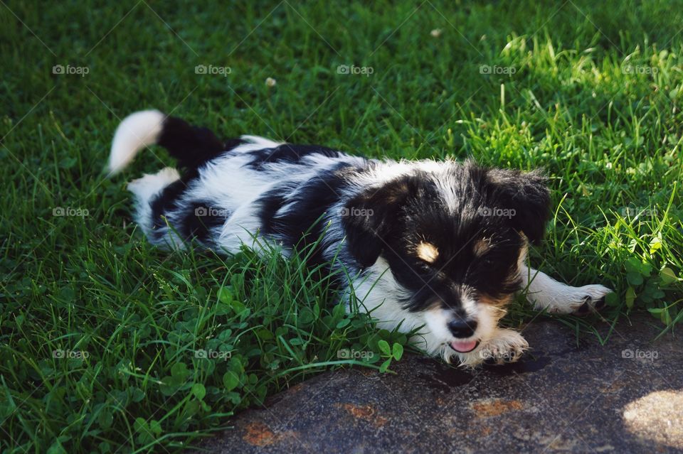 Zebra Dog. :D