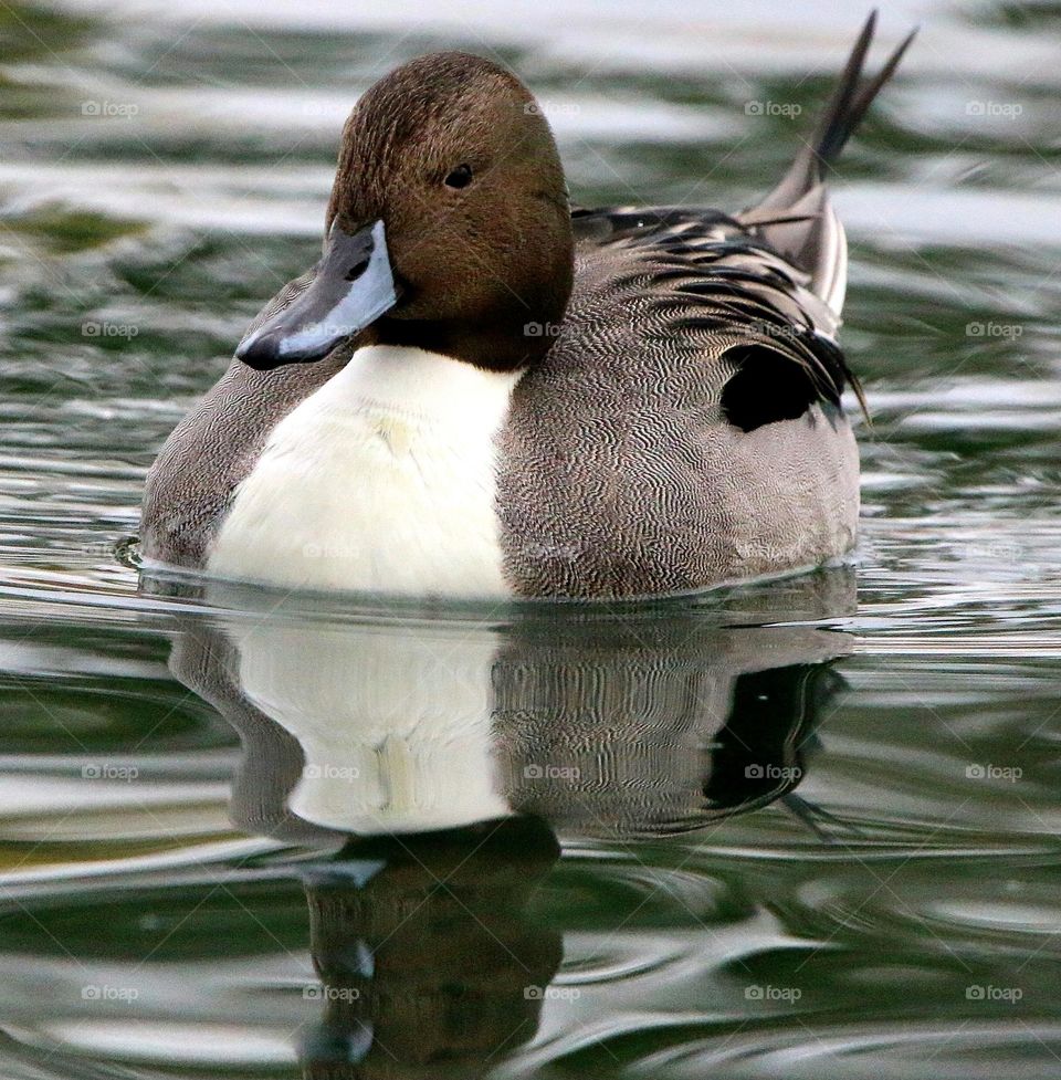 Pintail Duck in the Water