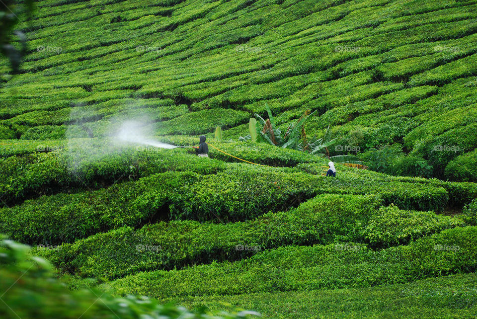 green tea farm tropical by paullj