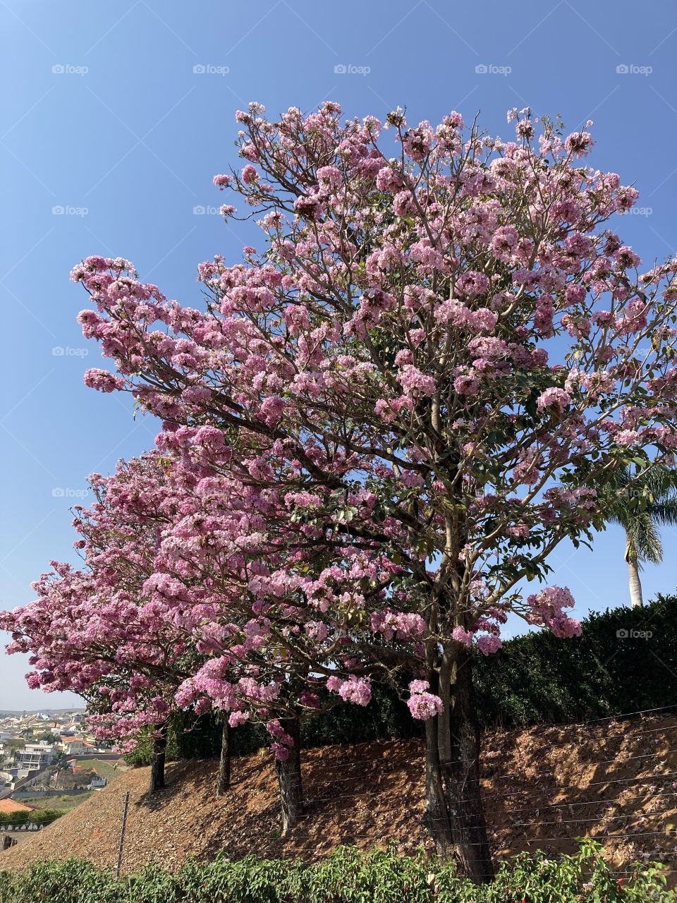 🌹 🇺🇸 Very beautiful flowers to brighten our day.  Live nature and its beauty. Did you like the delicate petals? / 🇧🇷 Flores muito bonitas para alegrar nosso dia. Viva a natureza e sua beleza. Gostaram das pétalas delicadas? 
