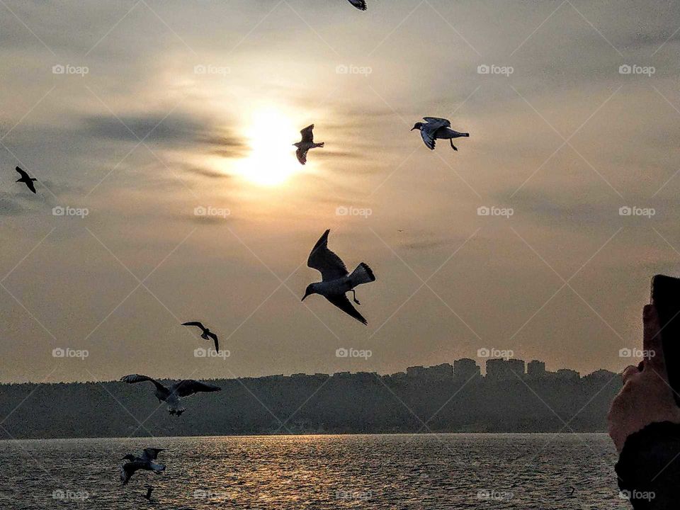 sunrises, sunsets and the moon: watching sunrise and seagulls on the ferry in Turkey.