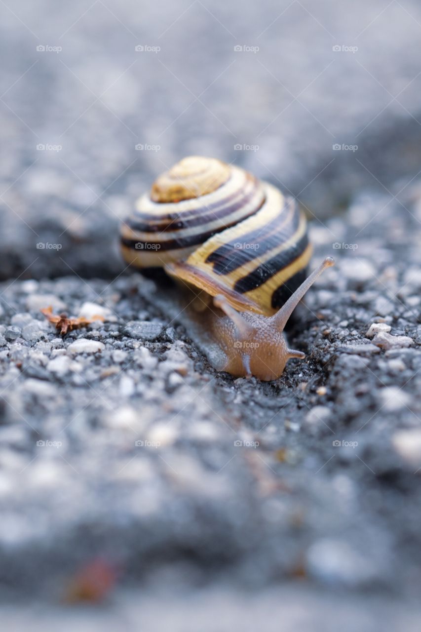 Snail Making A Path, After The Rain Snails Emerge, Snail Trail, Snail Tales, Shell Of A Snail 