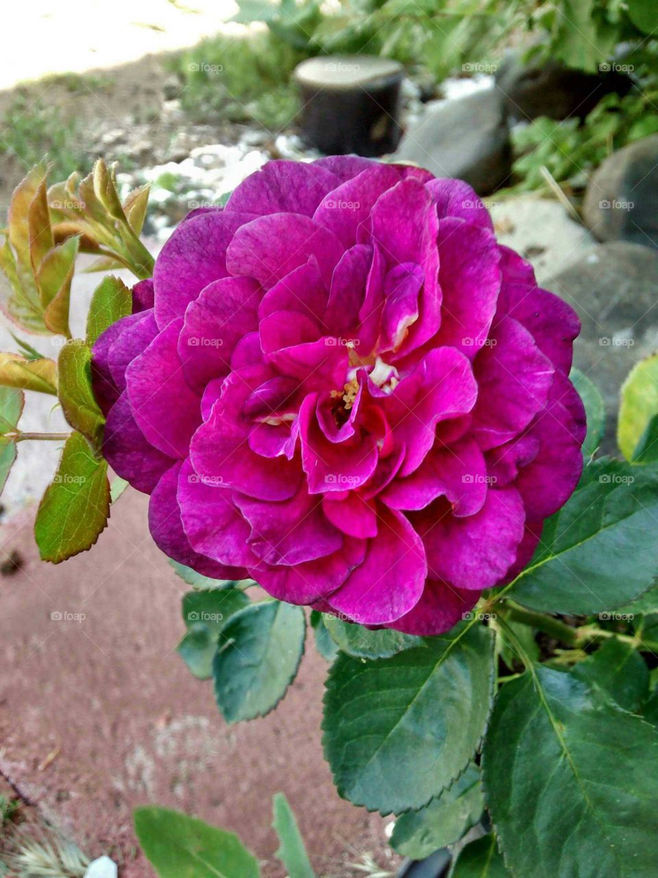 purple rose