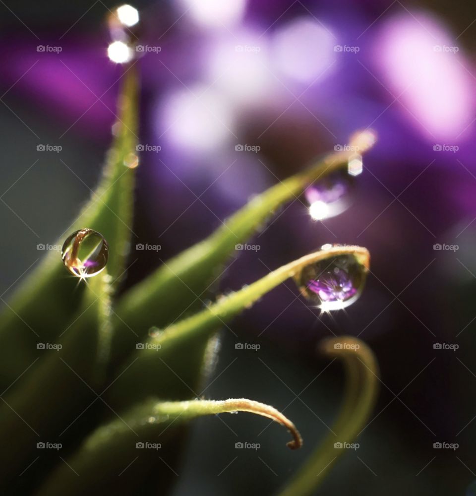 Drop green plant flower violet bokeh background water blur abstract
