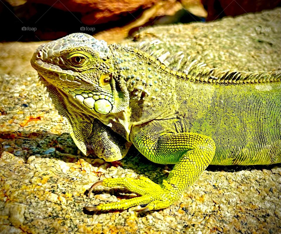 Iguana lady AMR Wozko