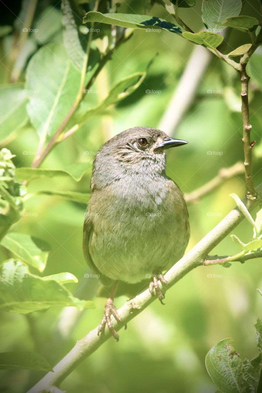 Dunnock a small bird with a big voice;)