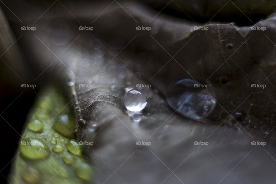 Raindrops on plant, macro