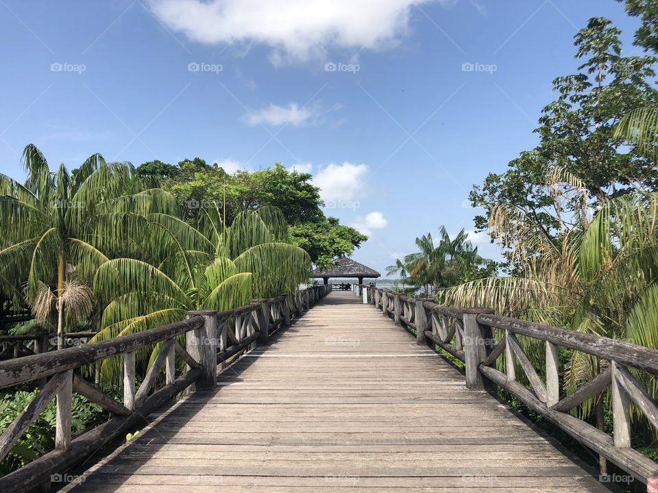 Pathway to the river in a wonderful tropical view in Belem do Para in Brazil