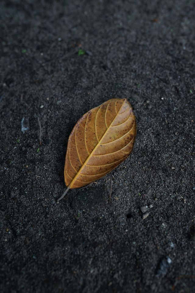 A dry leaf falls to earth in autumn