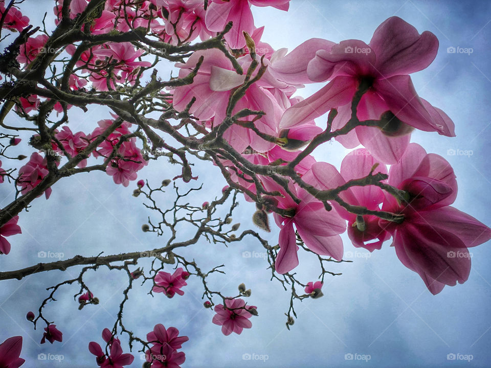 Looking up at magnolia blossoms against a cloudy sky