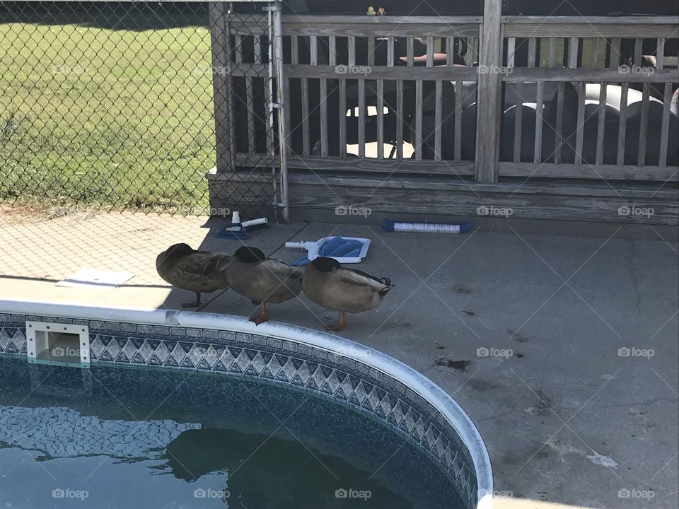 3 ducks