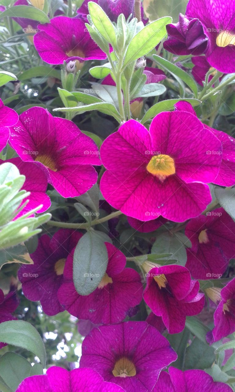 Cascading glory in magenta.  I just adore cascading falls of these little darling petunias.