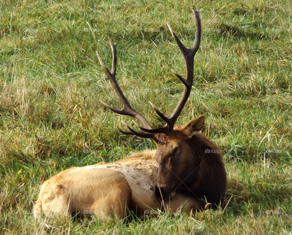 Elk 