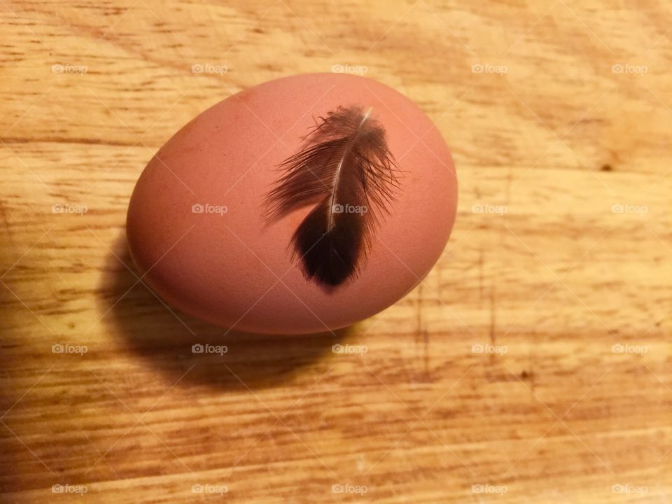 Brown egg with a small chicken feather on it