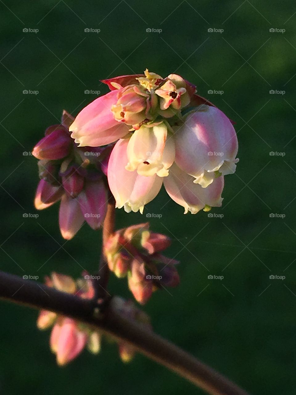 Oregon blueberry blossom 