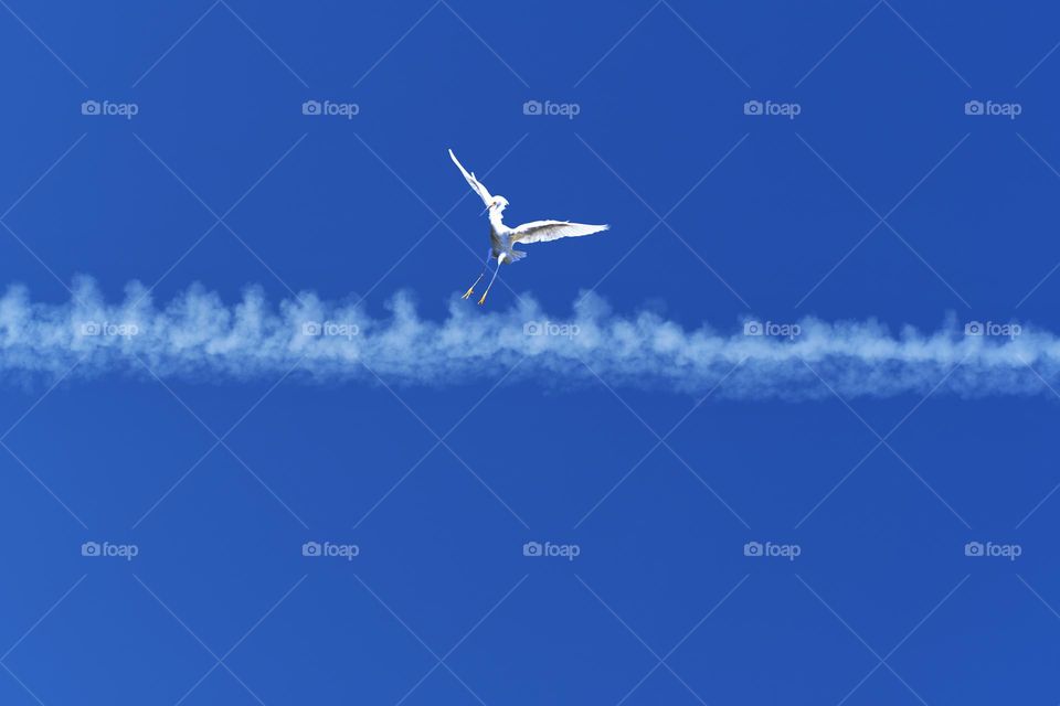 A snowy white Egret soars along the chemical trail cloud from the turbine exhaust of a commercial airliner.