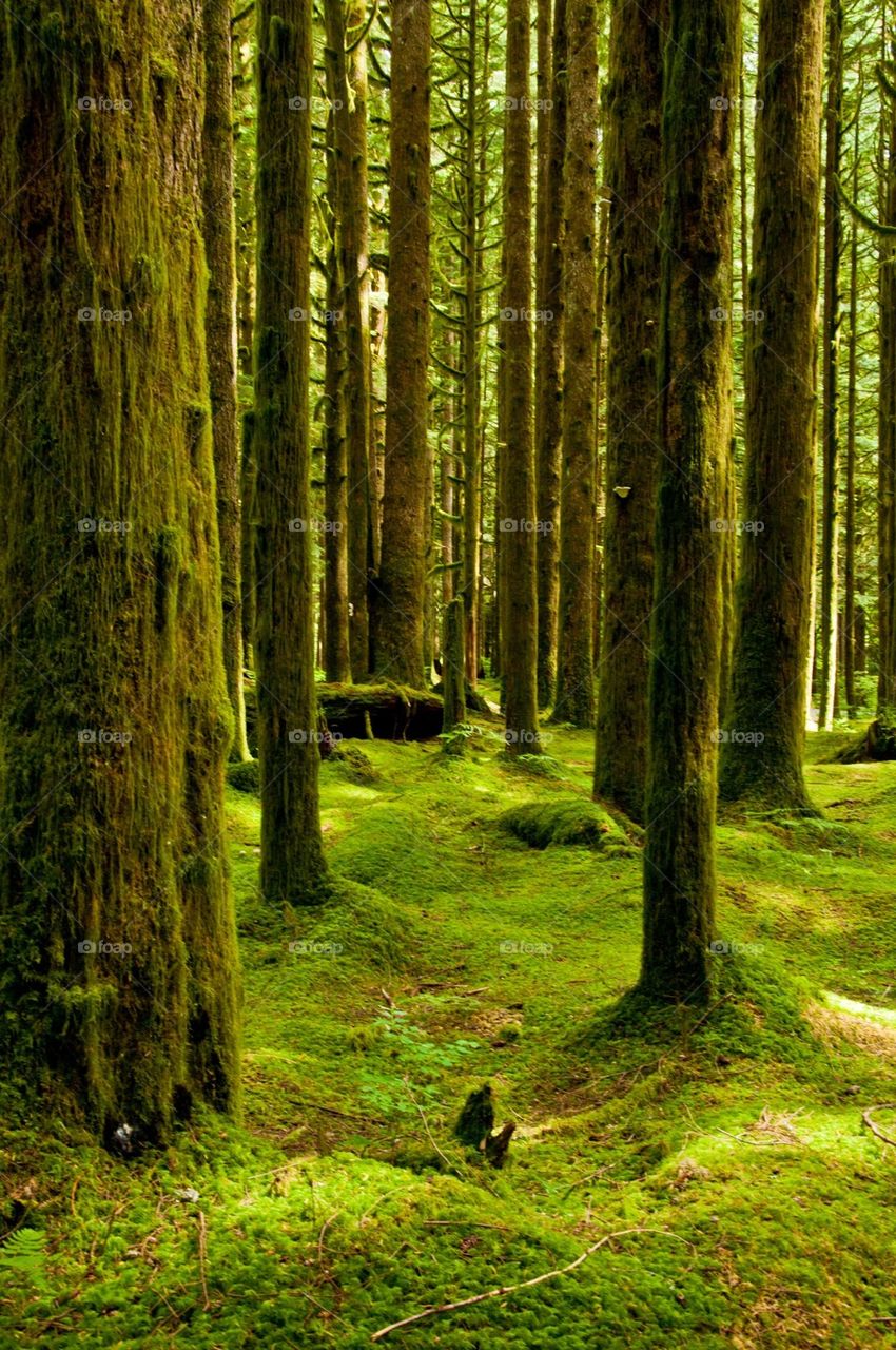 Forest Floor in Golden Ears Provincial Park