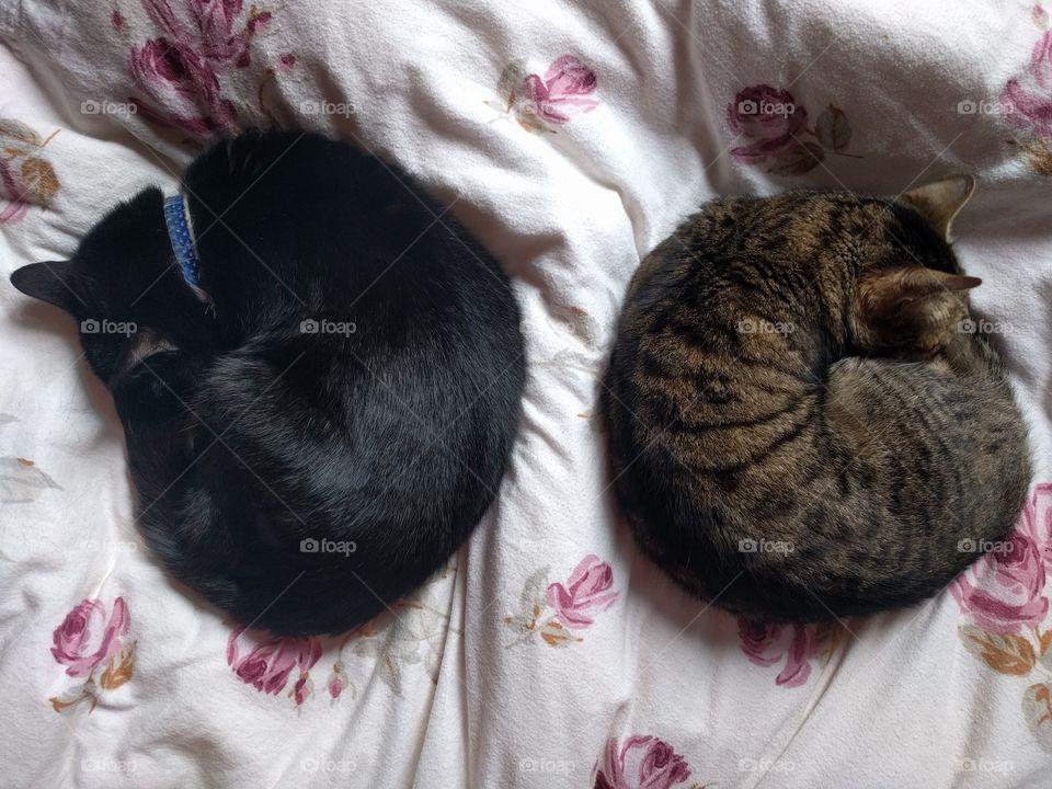 Two cats curled up symmetrically