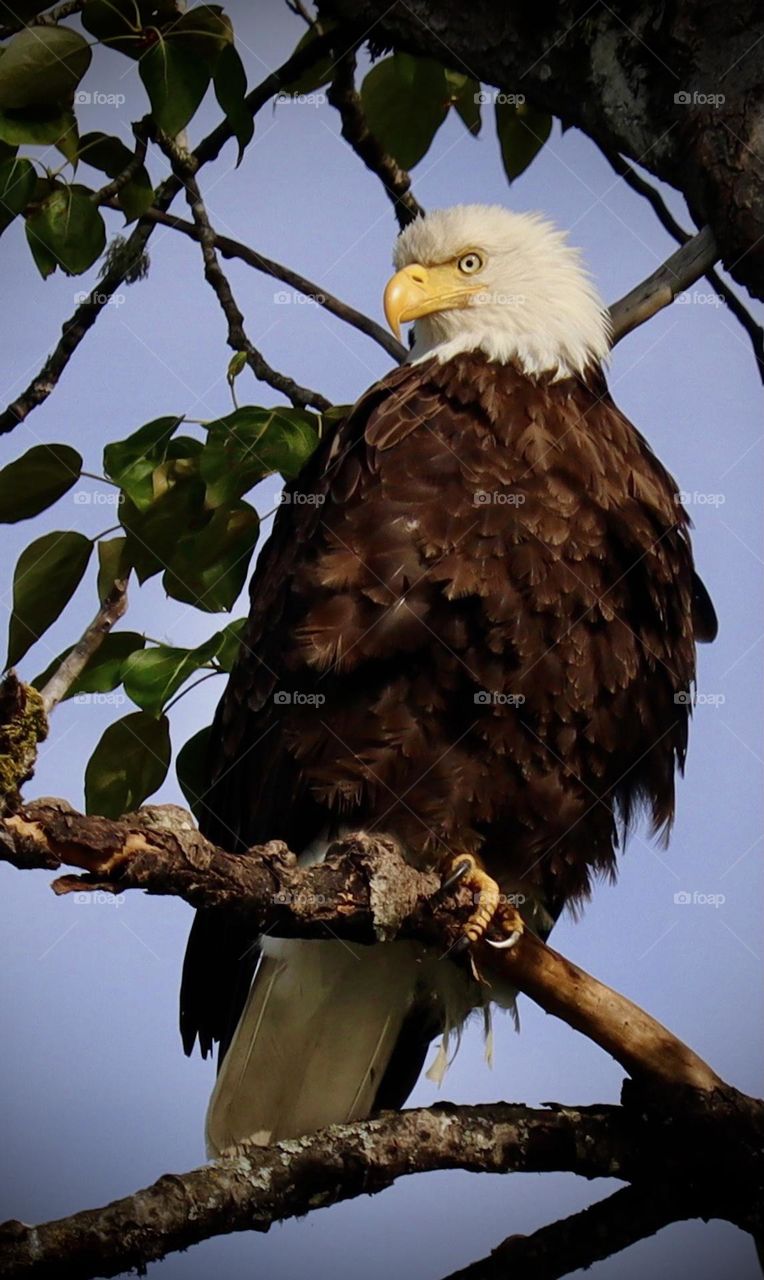 A female bald eagle perches high on a tree branch as she takes a rest from hunting