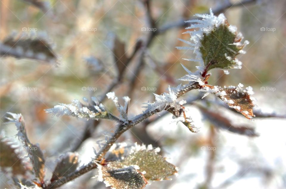 Frozen Leaves