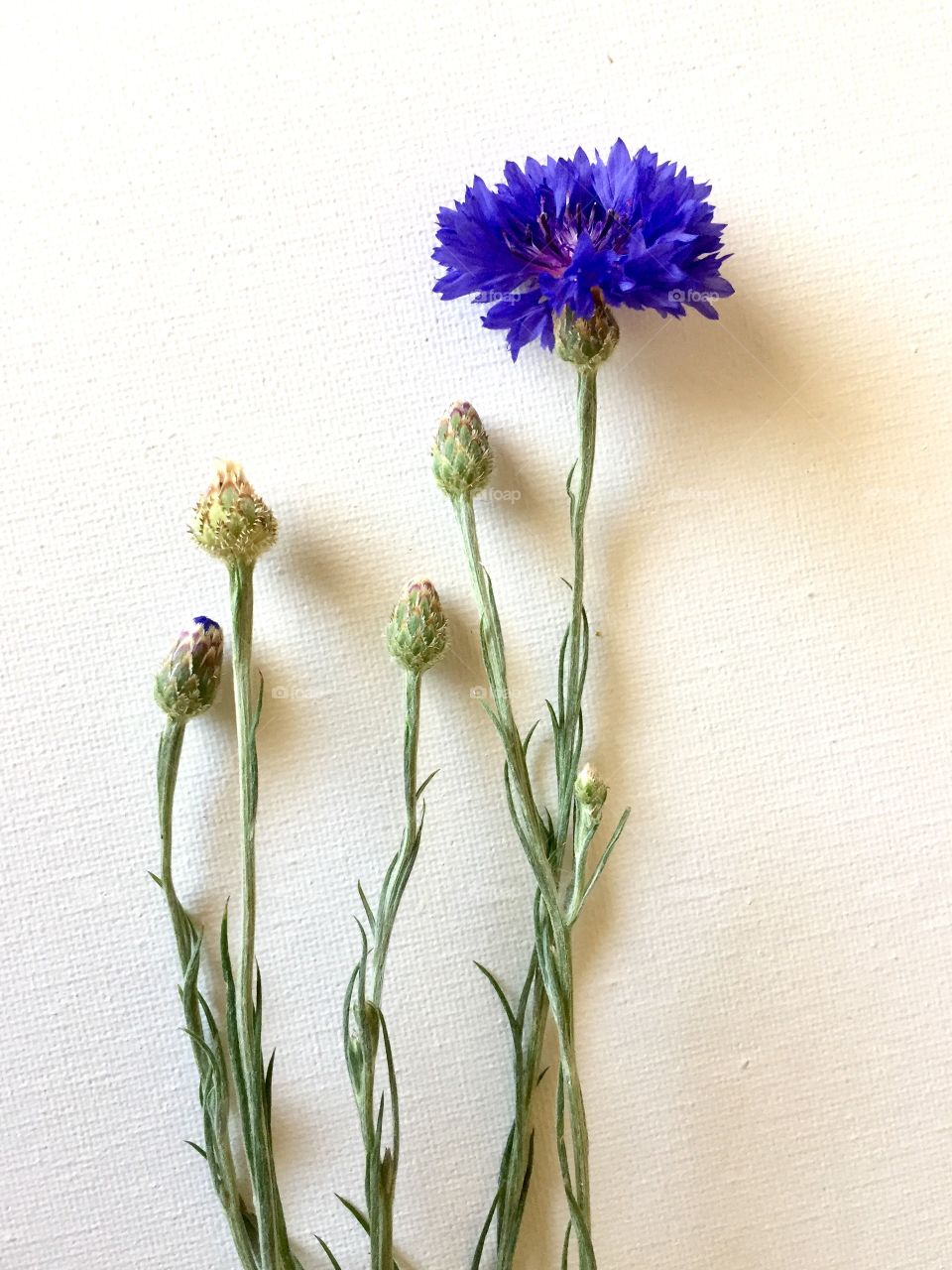 cornflower