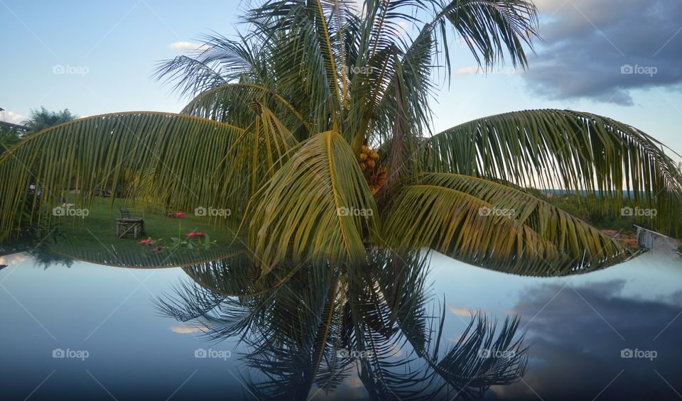 coconut tree & reflection on screen of smartphone