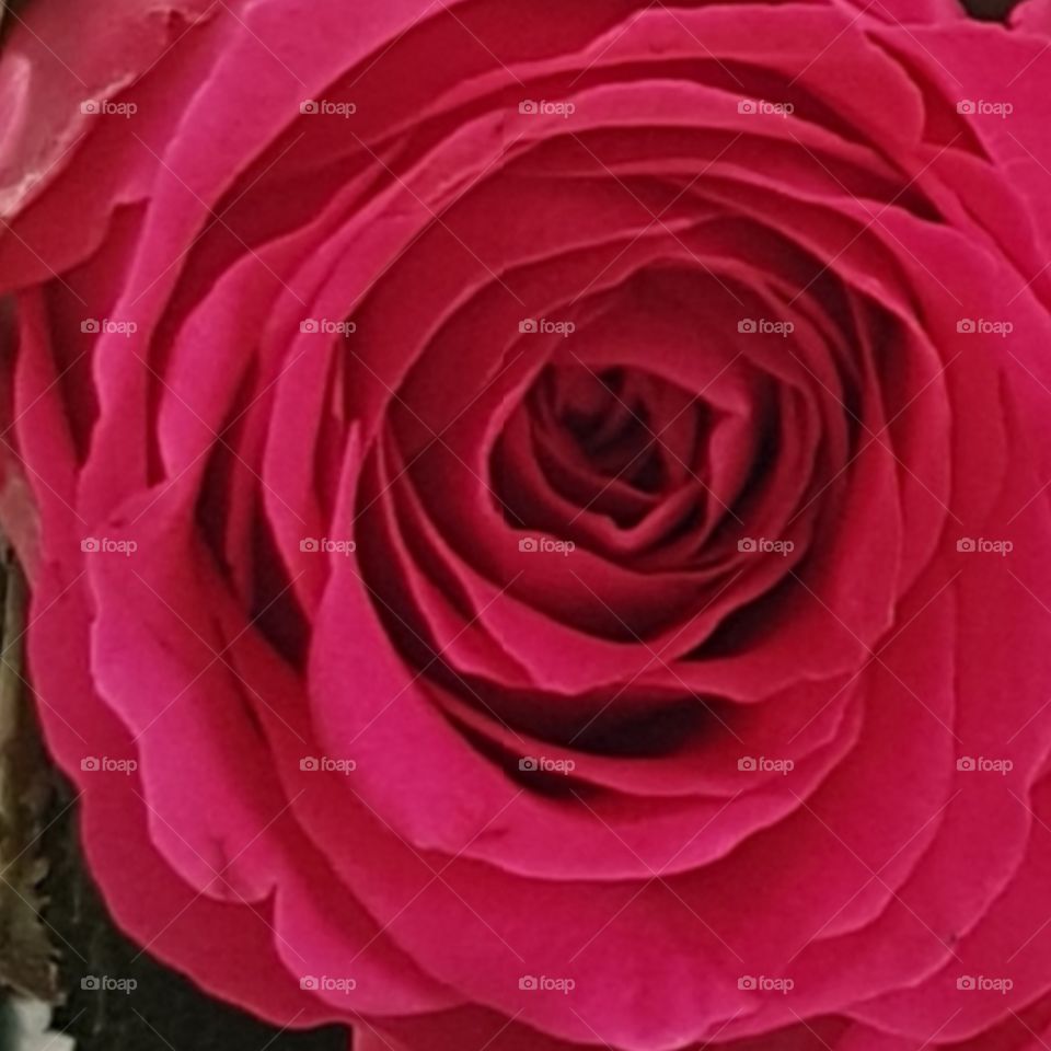 vacker ros i skimrande färg