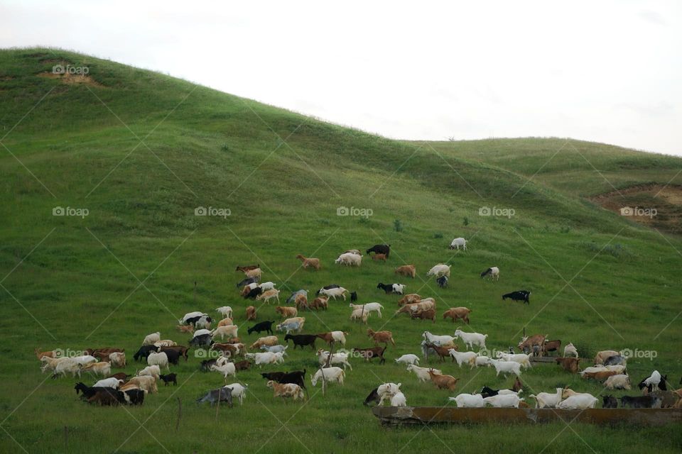 Herd of goats