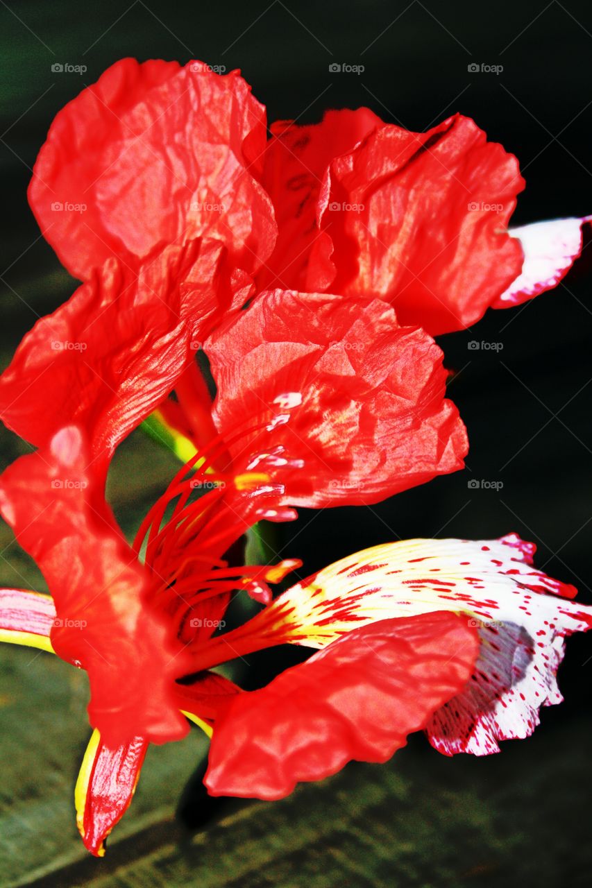 flower petal red