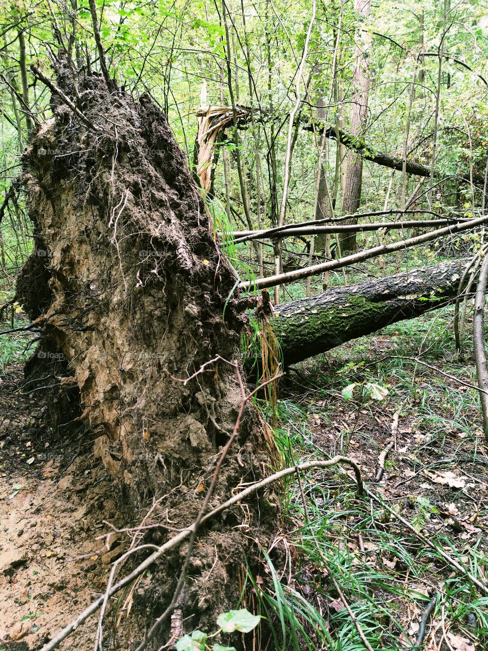 fallen tree in the forest.  The huge roots of an old tree are uprooted