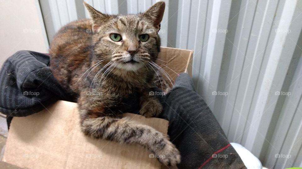 Cat, Pet, Portrait, Cute, Mammal