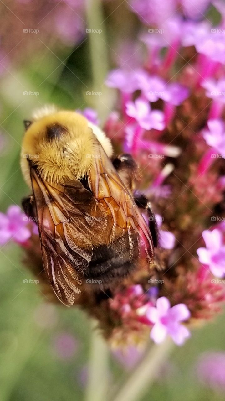 Close up bee top