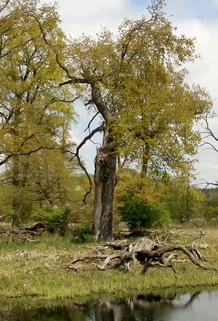 polish nature | magic tree at the river pools