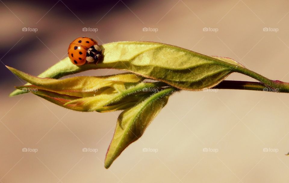 Sunbathing Ladybug
