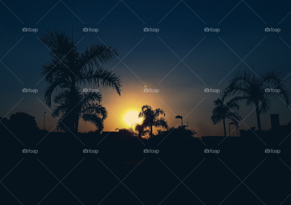 palmeiras com por do sol