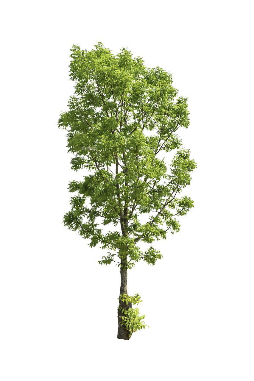 Isolated Bright green tree on a white background with clipping path.