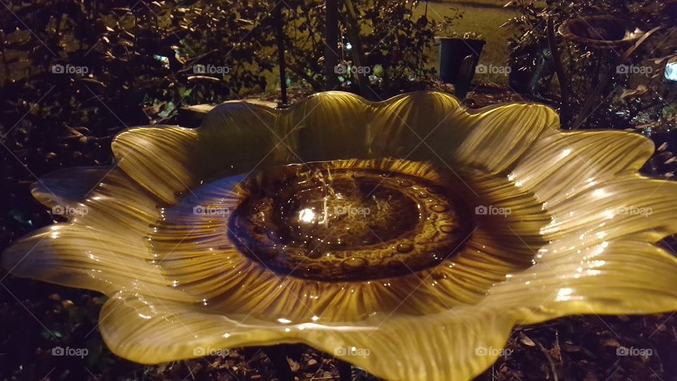 bird bath reflection