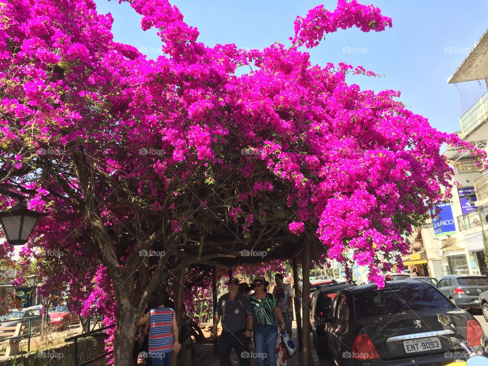 A sombra da arvore Primavera (Bouganville) no banco na rua central da cidade de Aguas de Sao Pedro.   Primavera Rosa. 