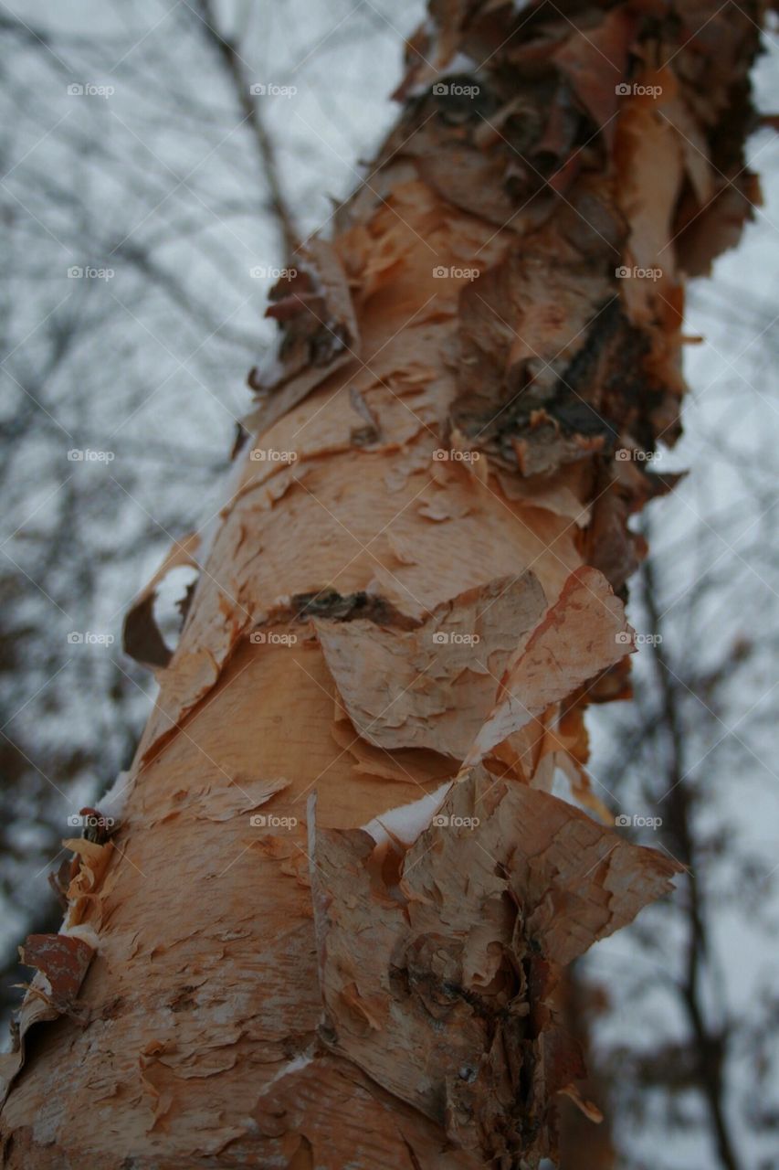 Winter Tree