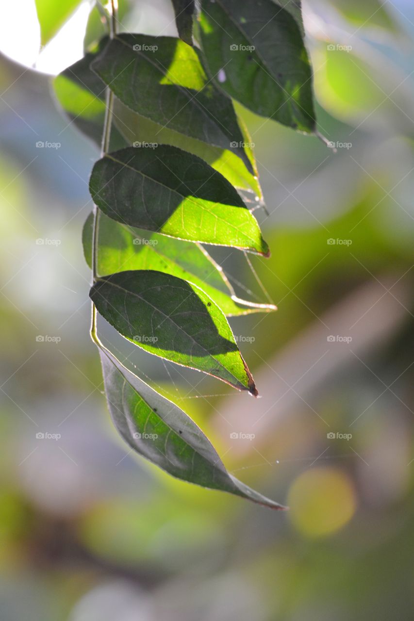 light on leaves