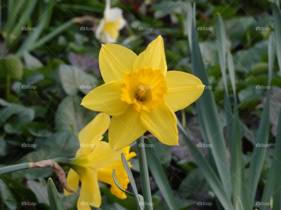 Beautiful flowers of wild daffodils 