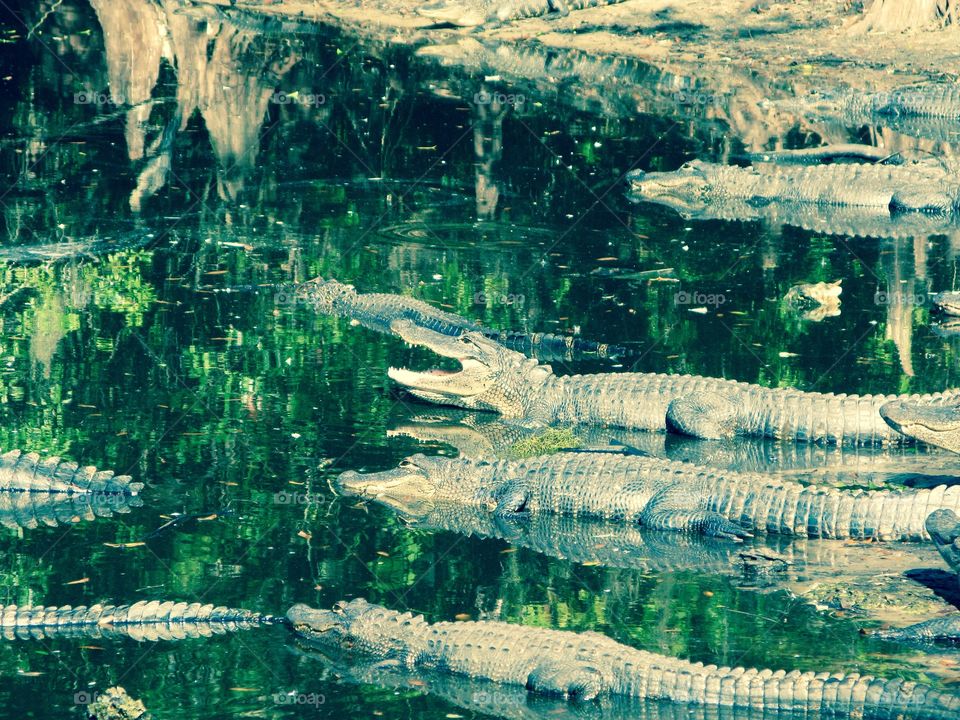 Lots of alligators in the Everglades-green color story 