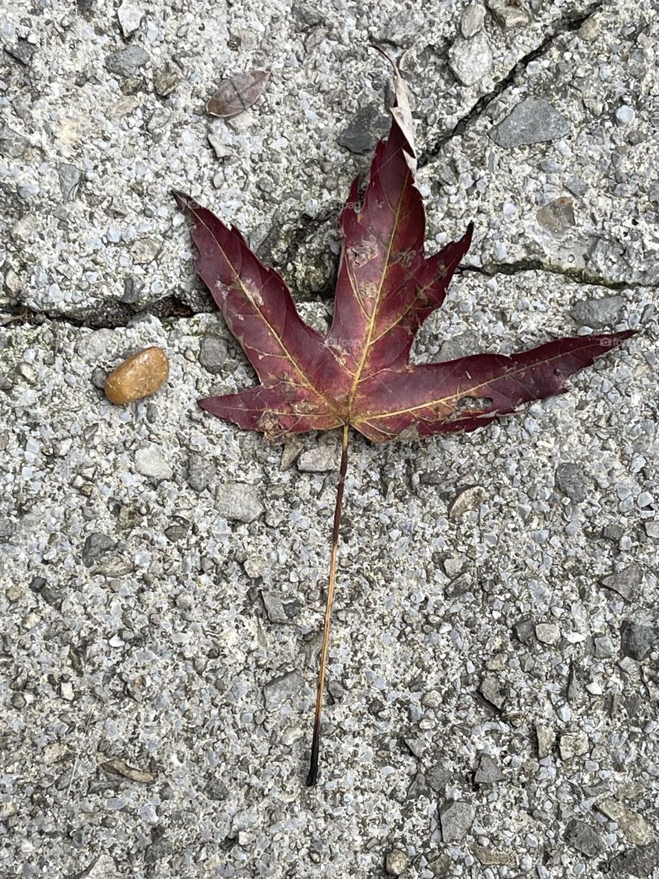 Red fall leaf 