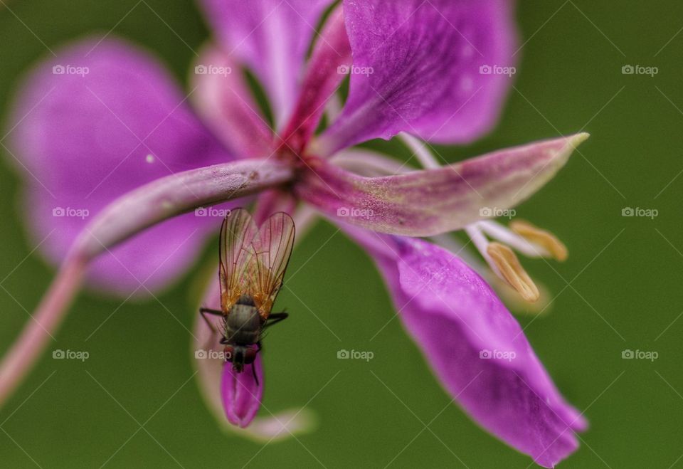 Fly on a flower